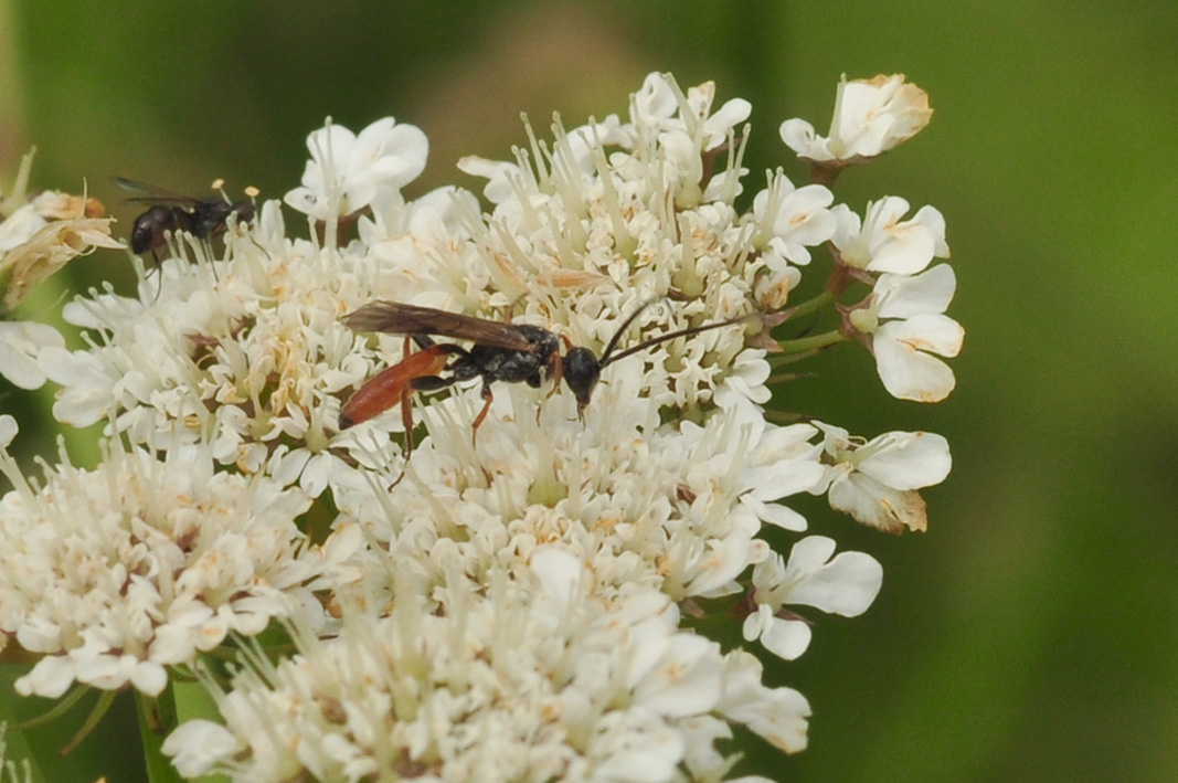 Piccolo Ichneumonidae